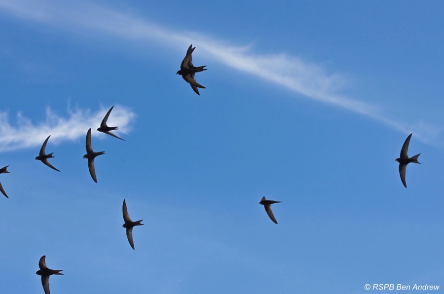 Swifts flying through a blue sky